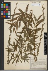 Foto von Salix purpurea L. x Salix viminalis L.